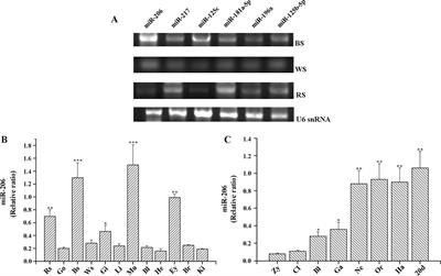 MicroRNA-206 Regulation of Skin Pigmentation in <mark class="highlighted">Koi Carp</mark> (Cyprinus carpio L.)